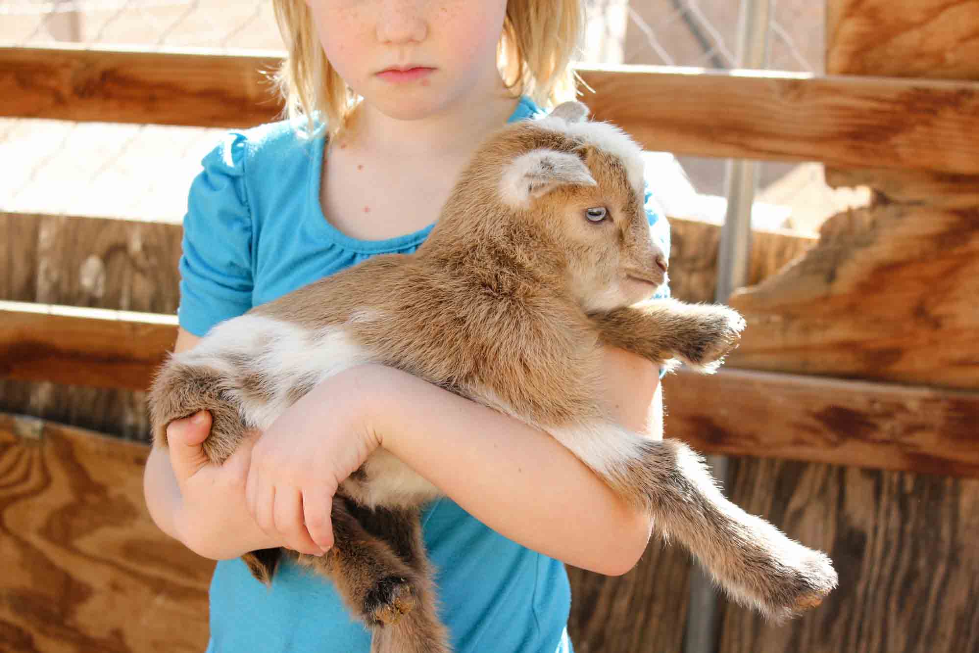 little girl holding a light brown baby goat