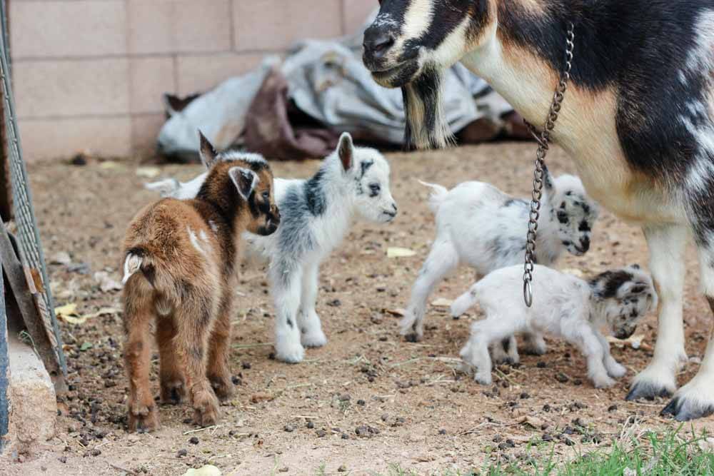 brown, black and white goat with four baby goats of various colors