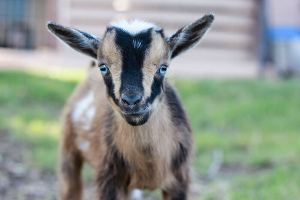 brown, black and white baby goat with blue eyes