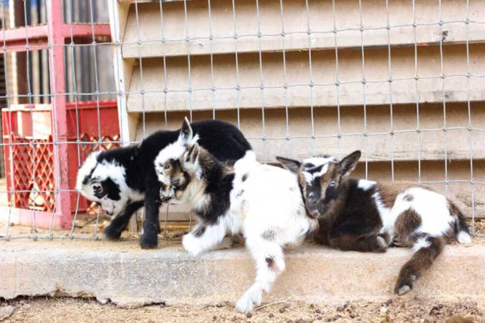baby goats on a step next to a goat fence
