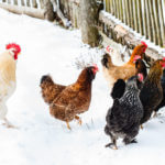 chickens near a wooden fence in the snow