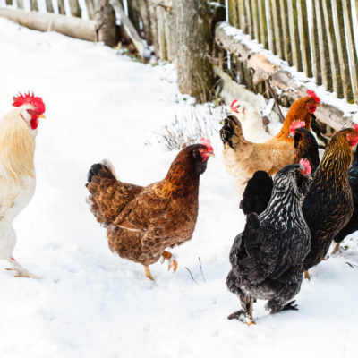 How to keep chickens laying through the winter
