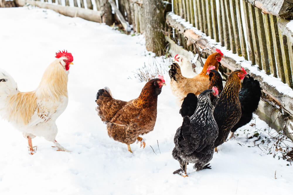 chickens near a wooden fence in the snow