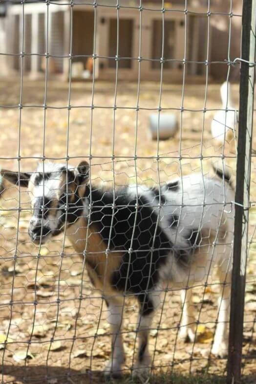 view of a goat and goose from behind a fence