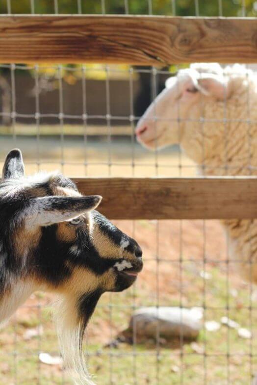 goat looking through fence at sheep