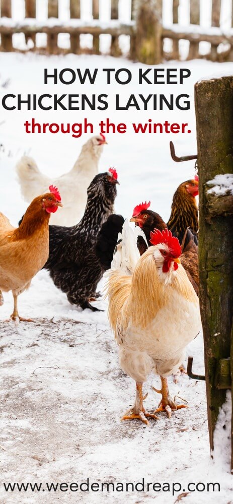 How To Keep Chickens Laying Through The Winter || Weed 'Em and Reap