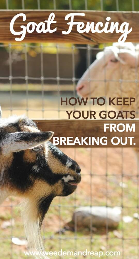 Goat Fencing: How To Keep Your Goats From Breaking Out || Weed 'Em and Reap