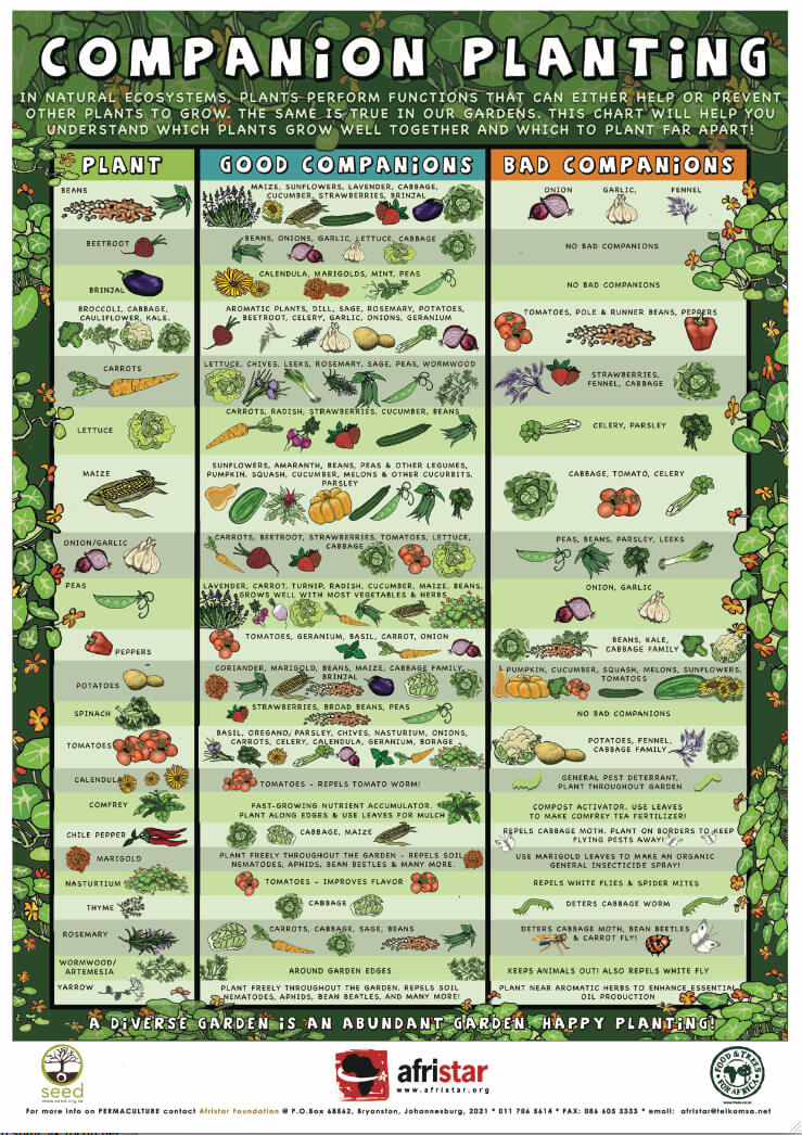 infographic showing successful companion planting pairs