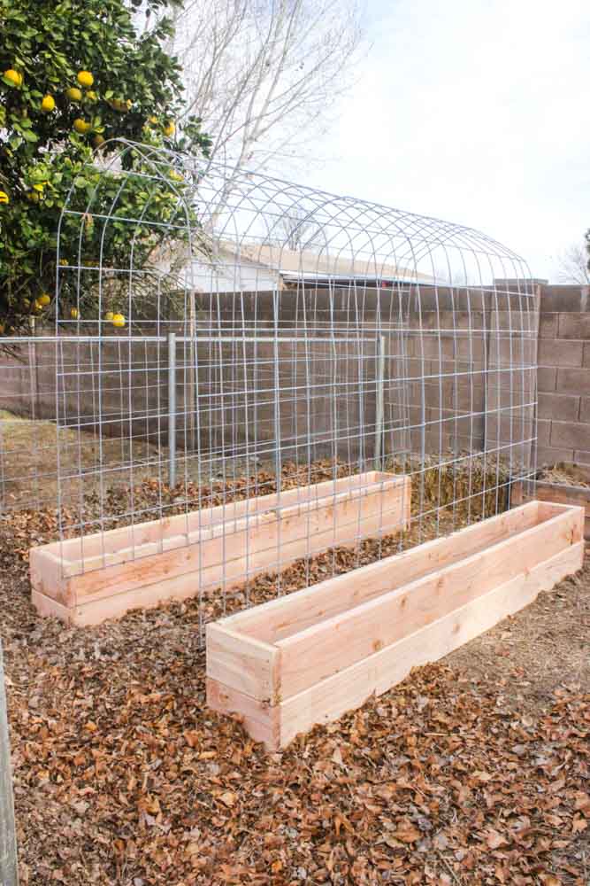 angled view of trellis with garden boxes near fruit tree