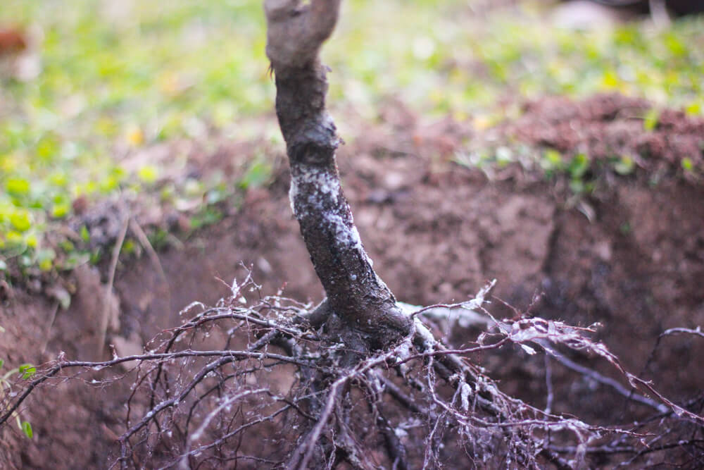 close shot of bare tree root