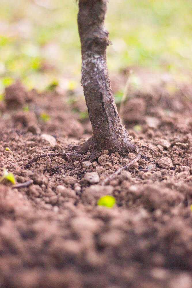 close shot of planted tree in packed earth