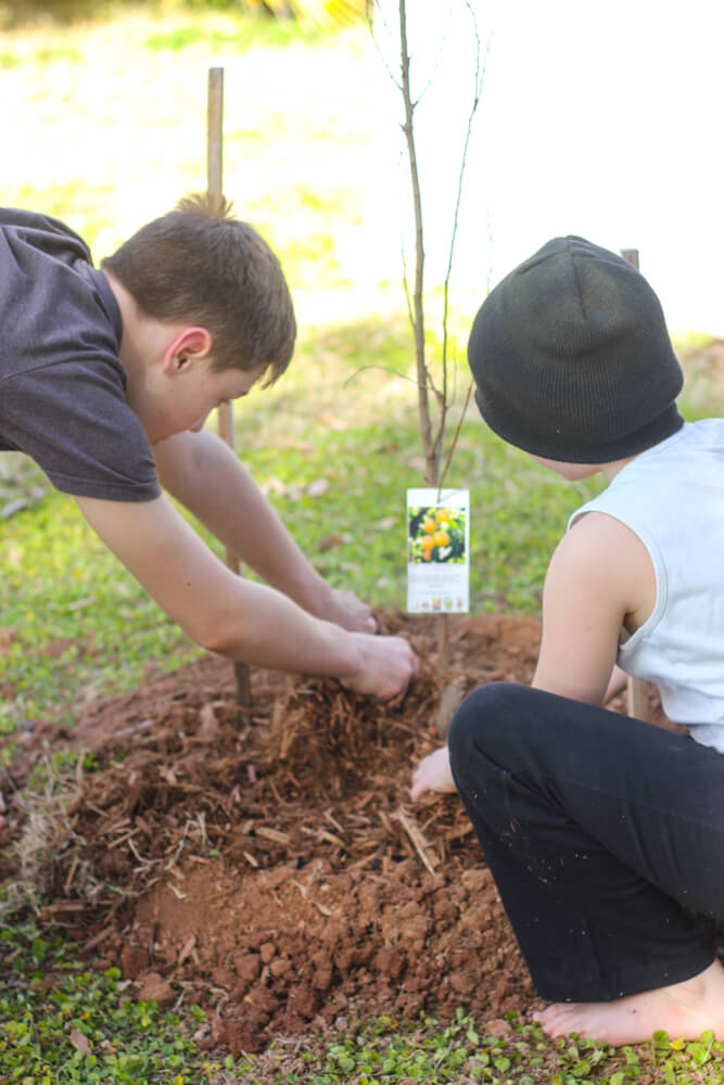 two children breaking up wood chips around a freshly planted tree