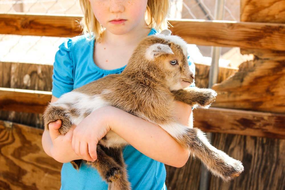 How To Care For Baby Goats | Weed 'Em and Reap