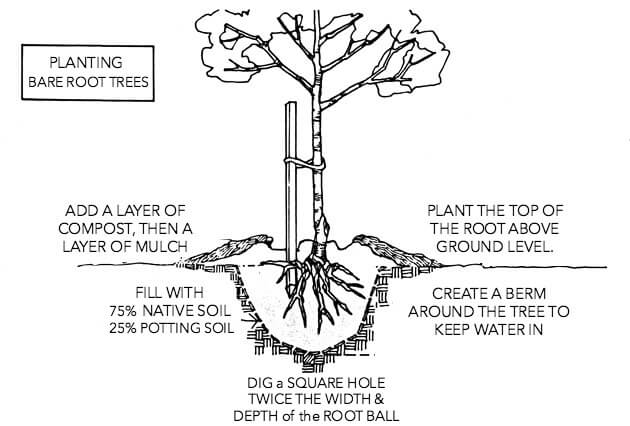diagram of how to plant a bare root tree
