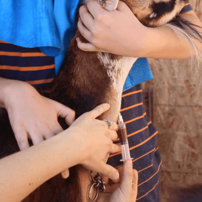 How to Draw Blood from a Goat