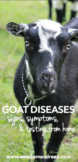 Goat Diseases: Signs, Symptoms, & Testing From Home || Weed 'Em and Reap