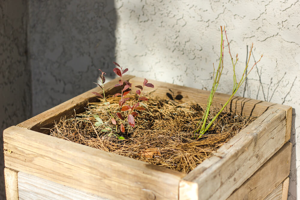 wooden planter with two plants and pine needle mulch