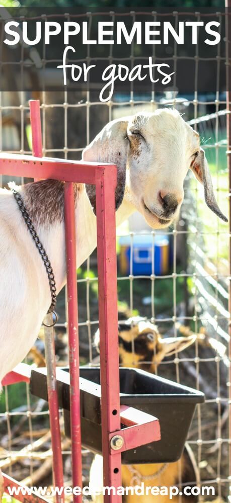 Supplements For Goats || Weed 'Em and Reap