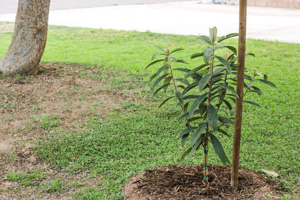 loquat tree with stake