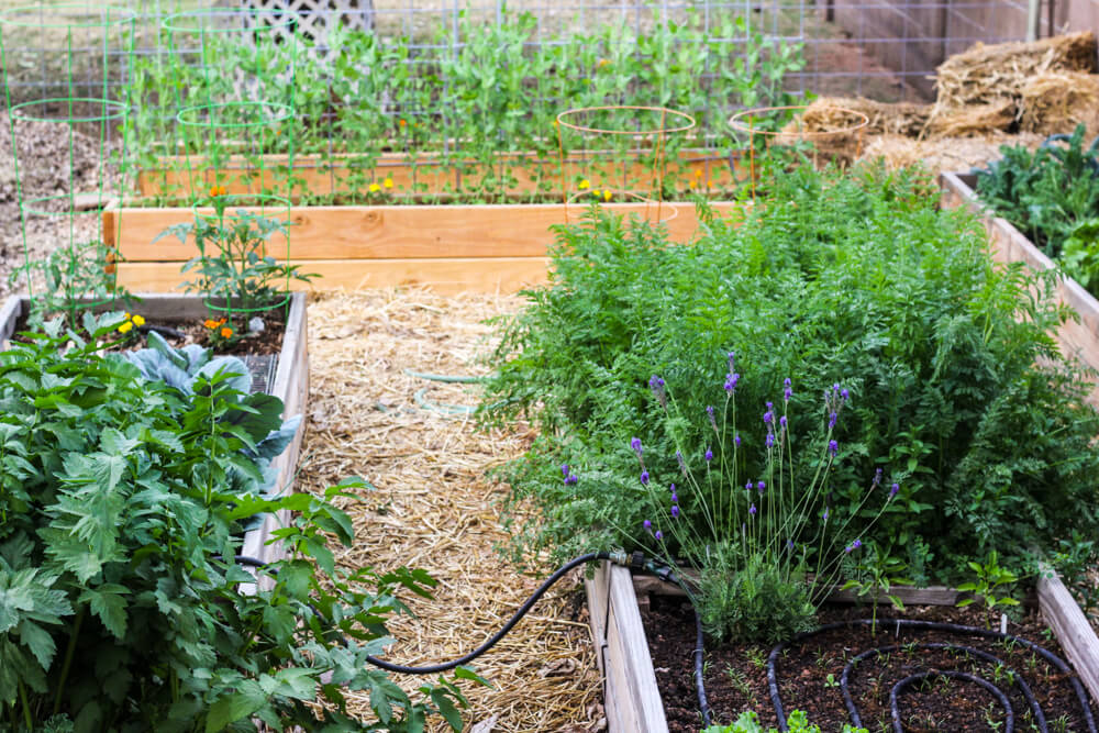 Raised garden beds in garden with vegetables and herbs
