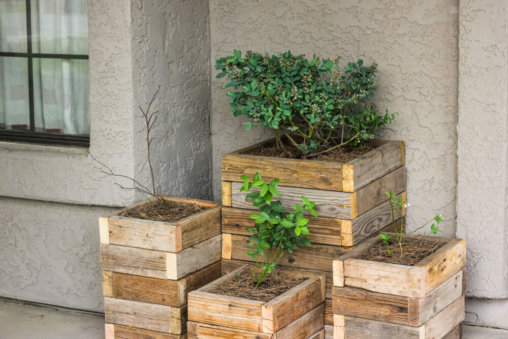blueberries in wooden crate planters