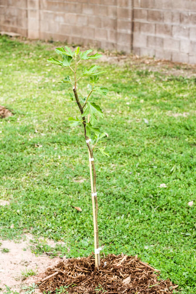 fig tree tied to stake
