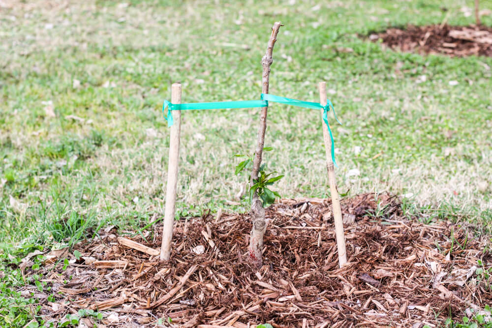 sprouting almond tree with support stakes
