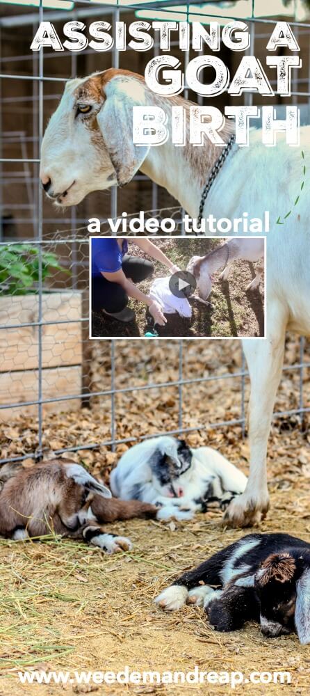 Assisting a Goat Birth Delivery {A Video Tutorial} || Weed 'Em and Reap