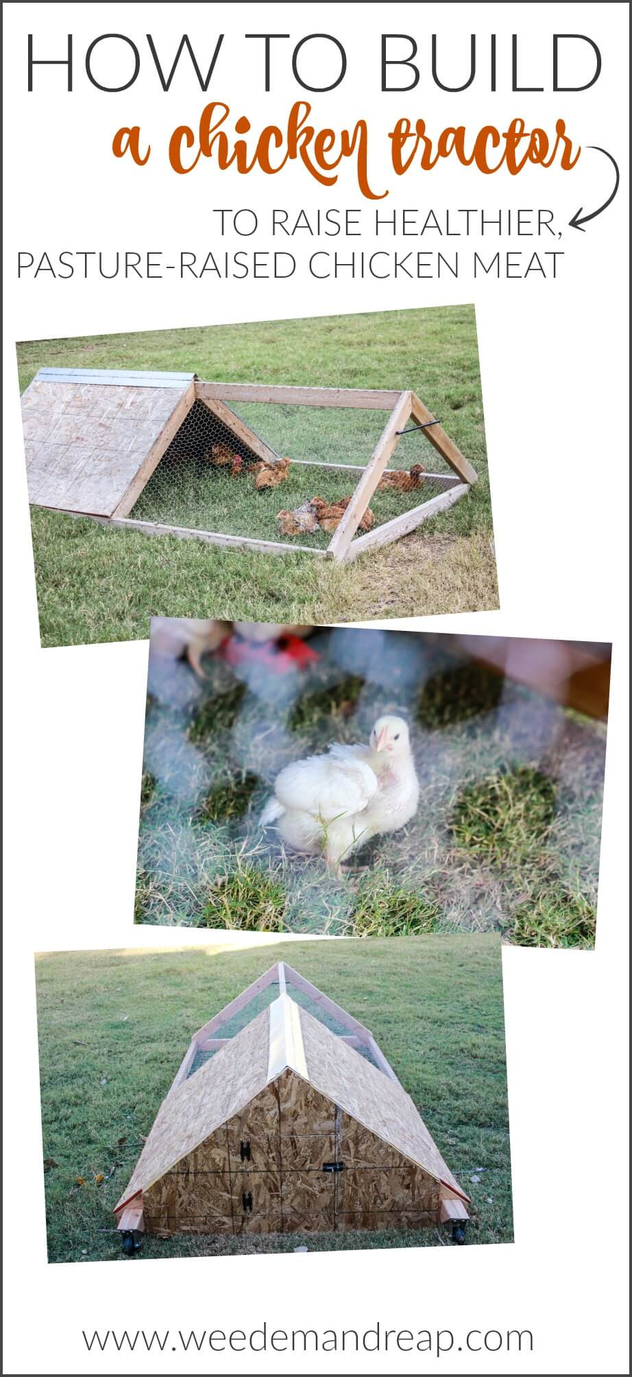 How to Build a Chicken Tractor || Weed 'Em and Reap