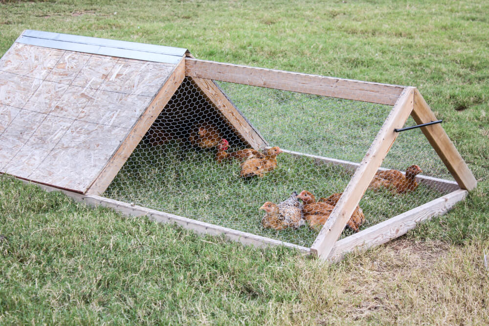 How to Build a Chicken Tractor | Weed 'Em and Reap
