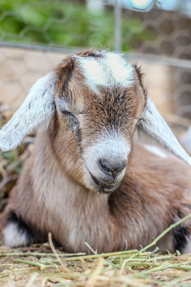 brown and white baby goat