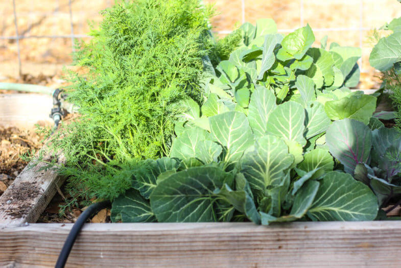 vegetables growing out of a gardening box partially covered by shade