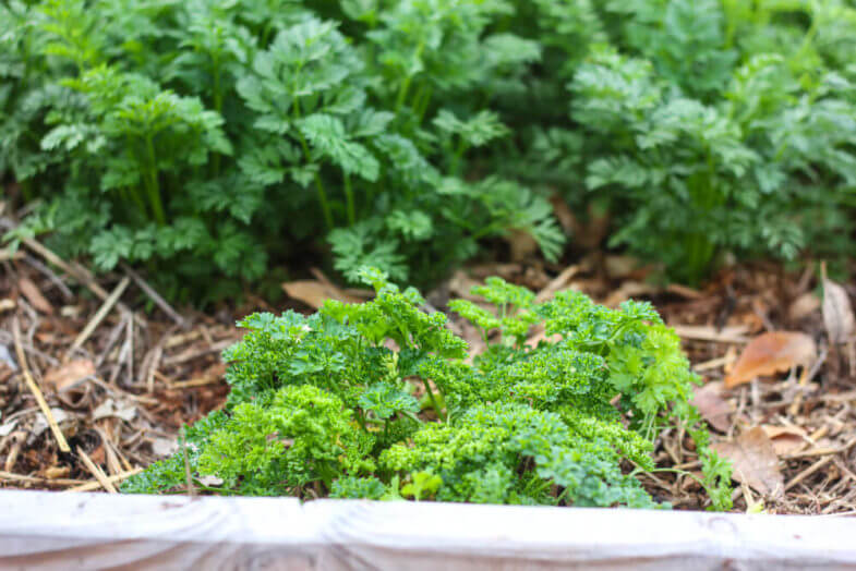 downward shot of leafy vegetables growing out of wood chips in sectioned garden box