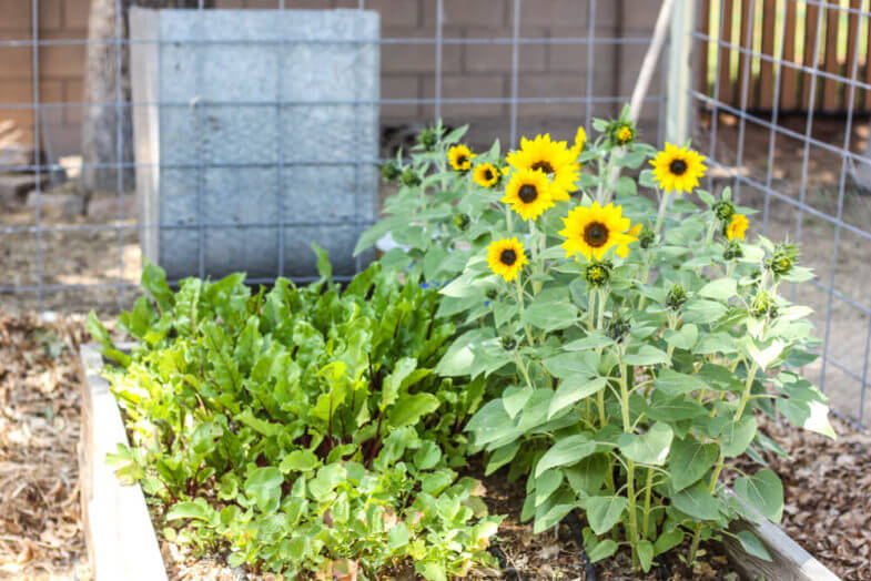 sunflowers and vegetables in a garden box in the shade