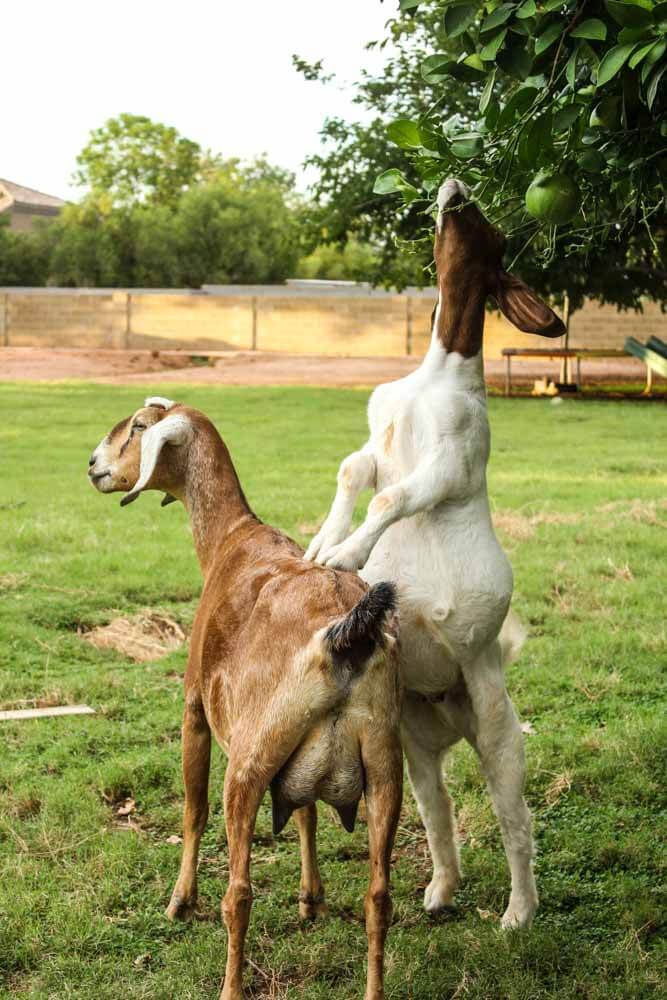 goat-helping-goat-eat