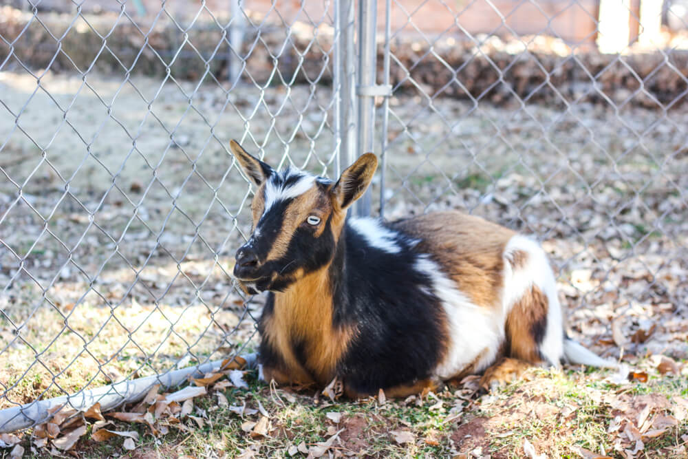 goat-resting-against-fence