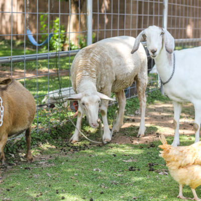 How much space do you need to raise goats?