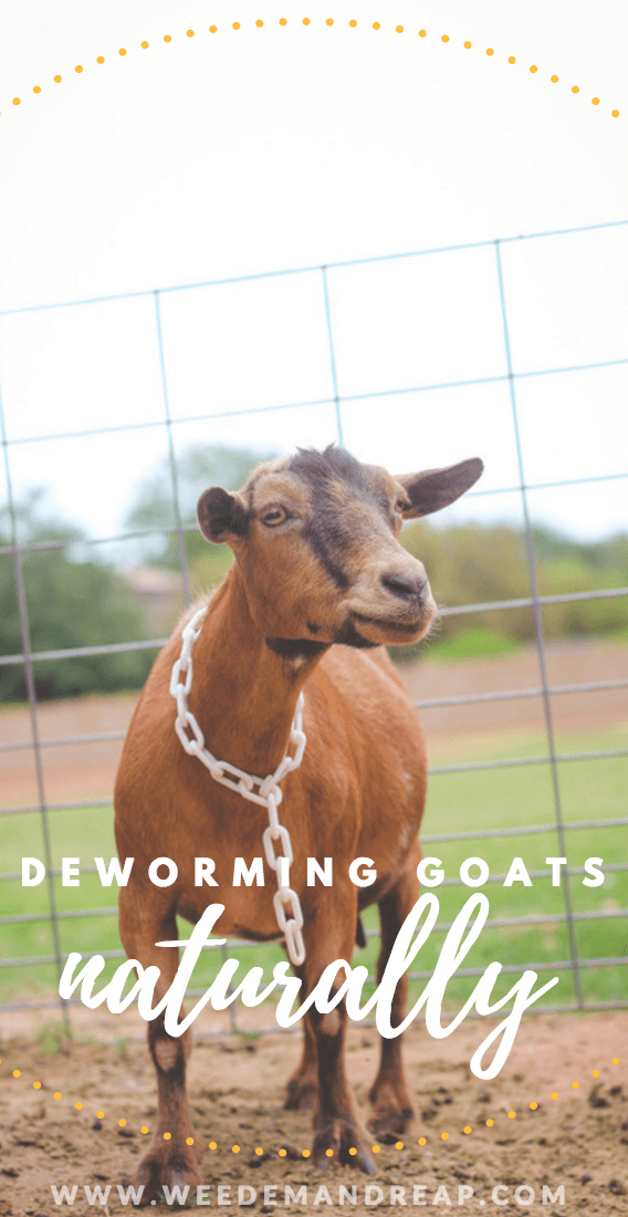 How to deworm goats naturally.