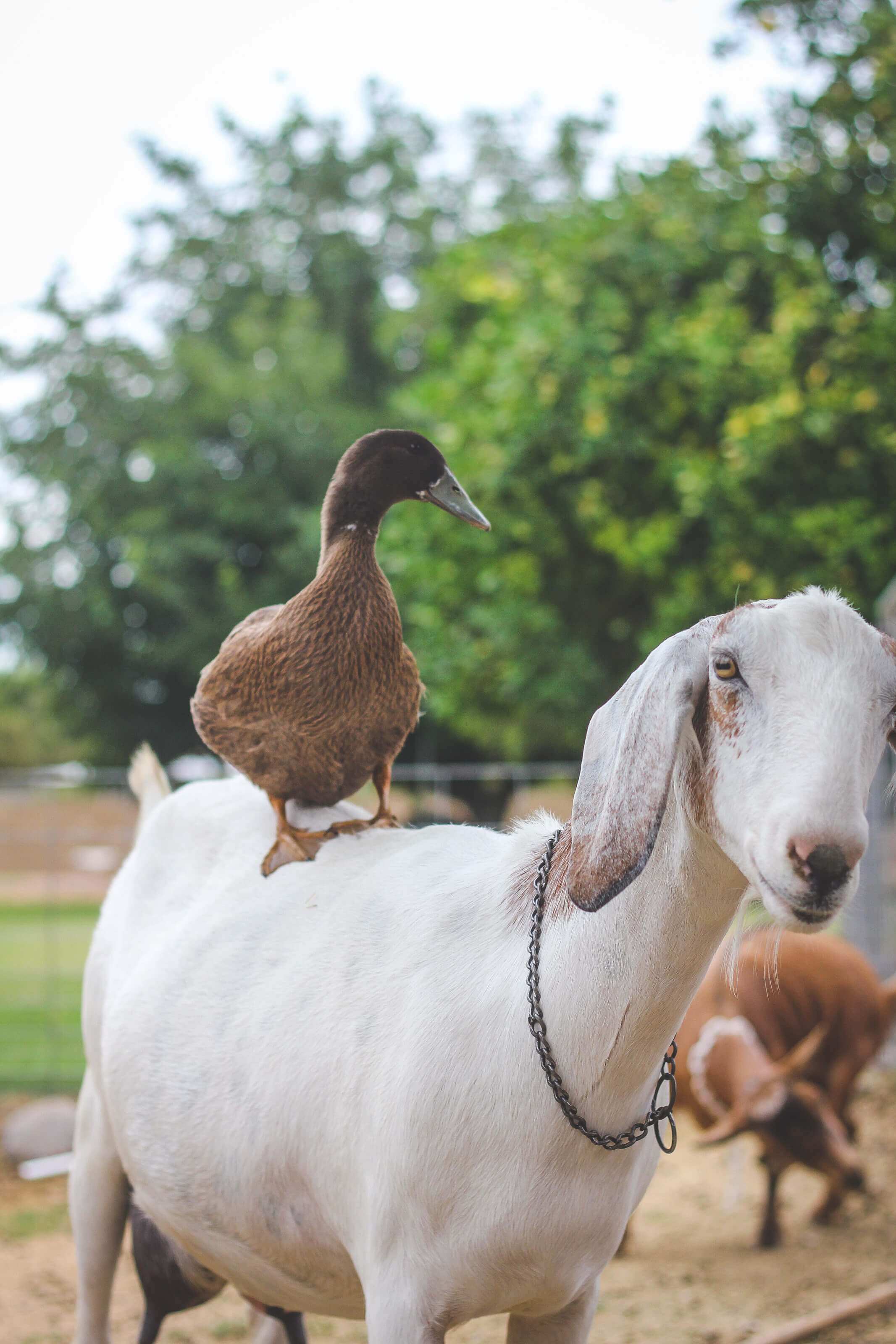 Duck sitting on goat's back on farm.