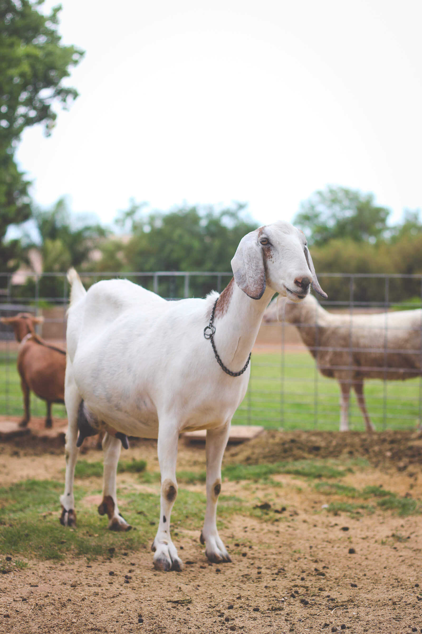 Deworming goats on urban farm.
