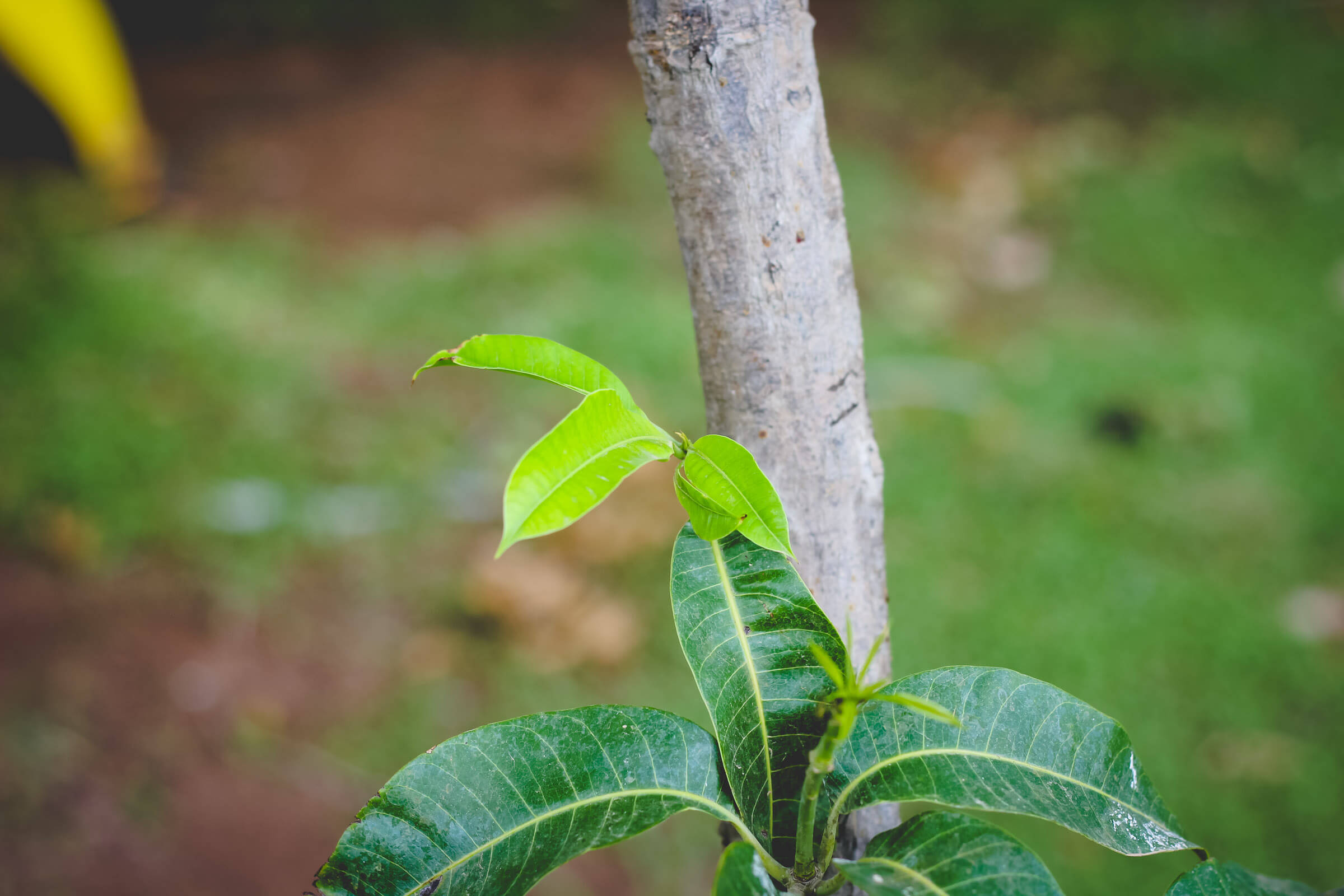Mango tree sprouting new growth on an urban farm.