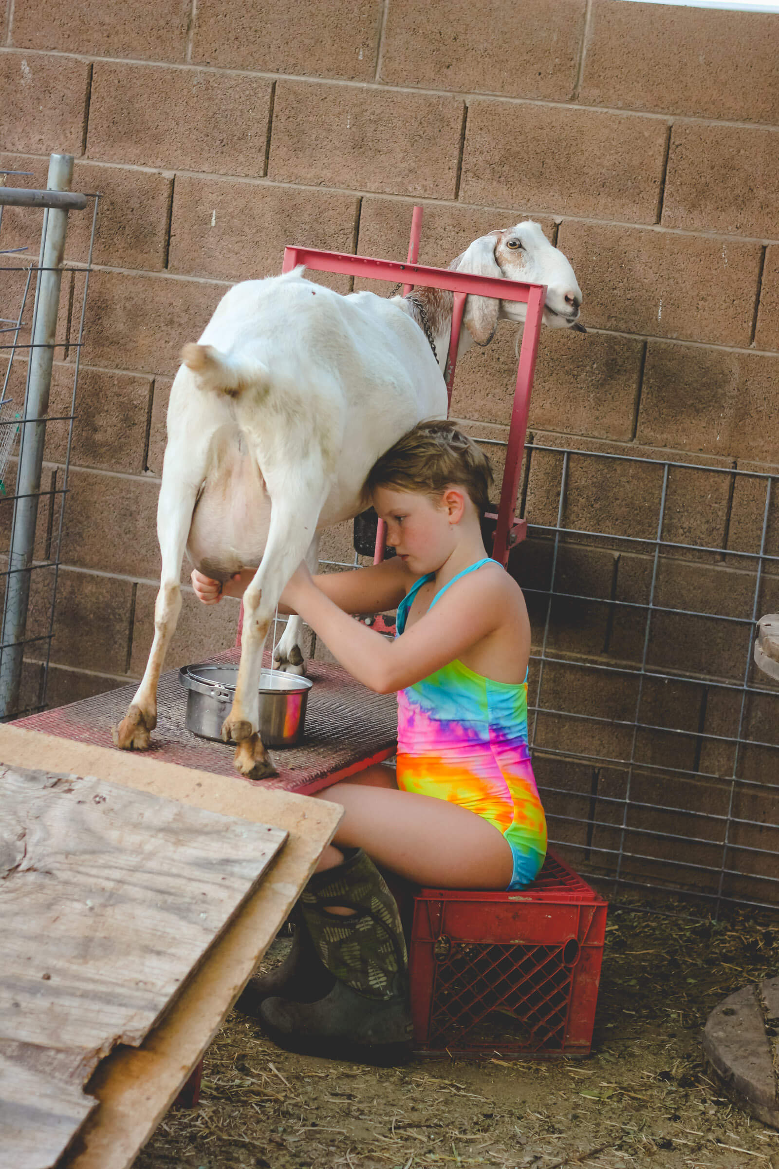 Young girl milking Nubian goat in her swimsuit on an urban farm.