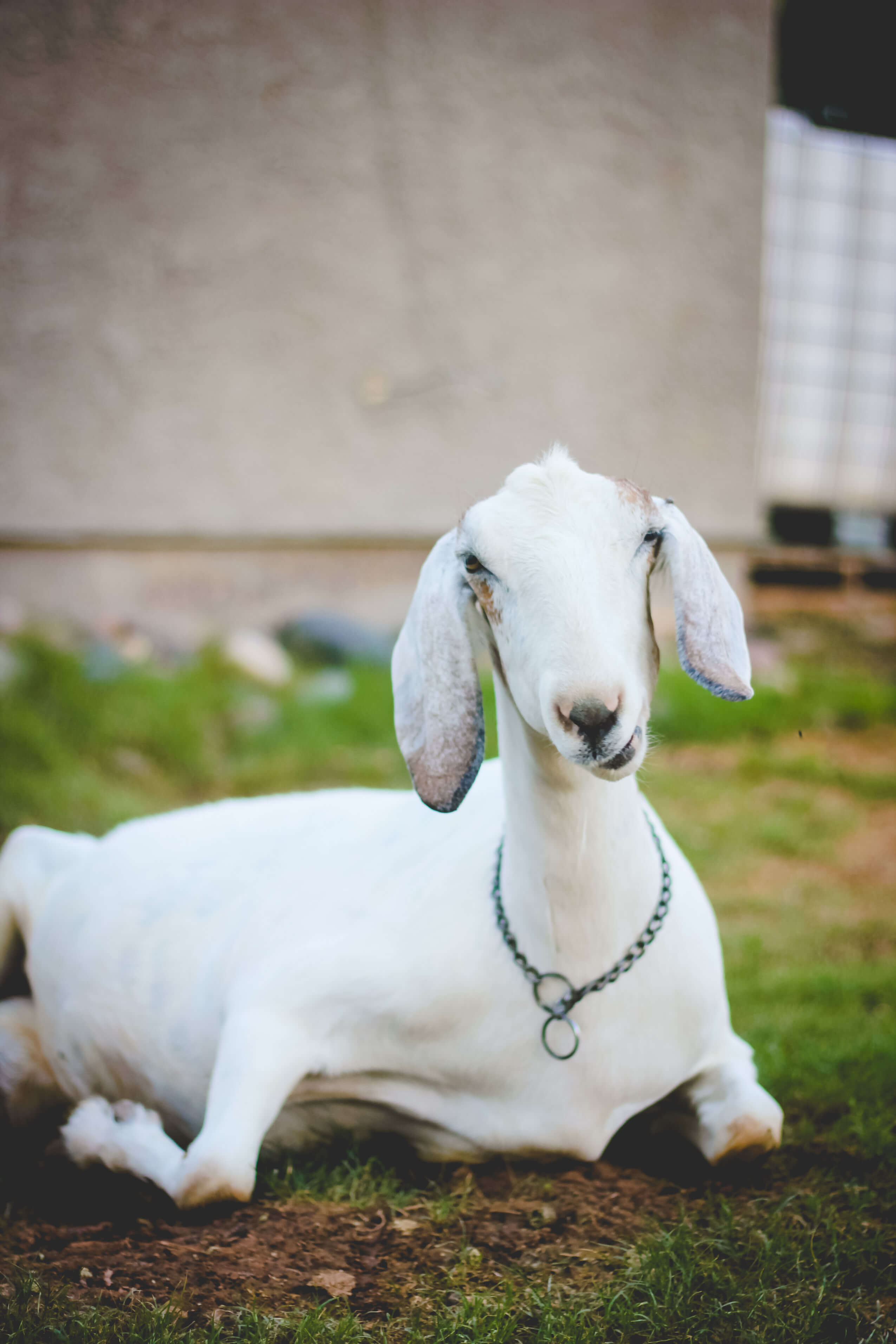 Naturally deworming a goat.