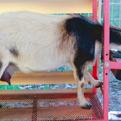 Goat Supplies you need for Raising, Milking, & Kidding