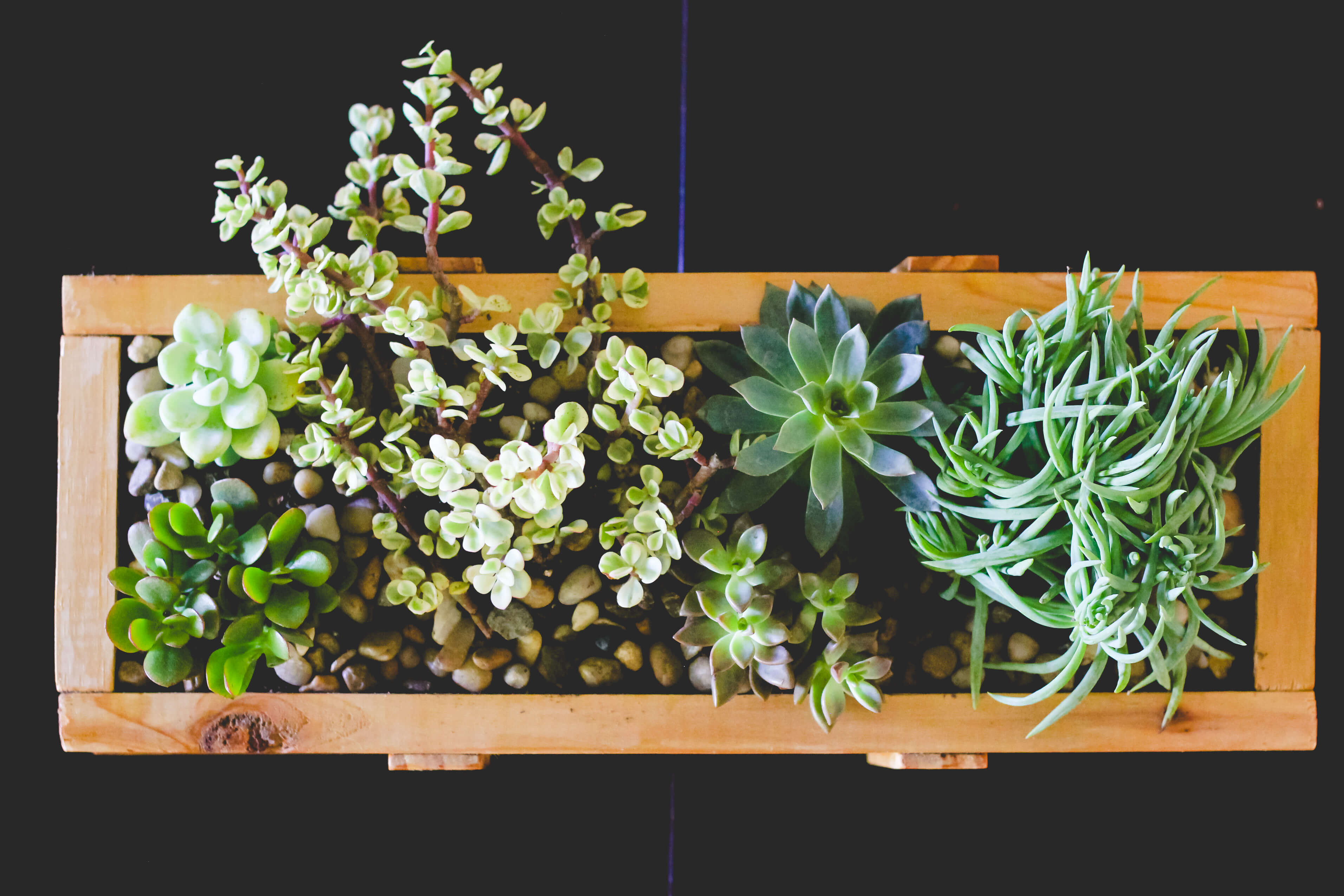 Aerial shot of succulents in wood planter.