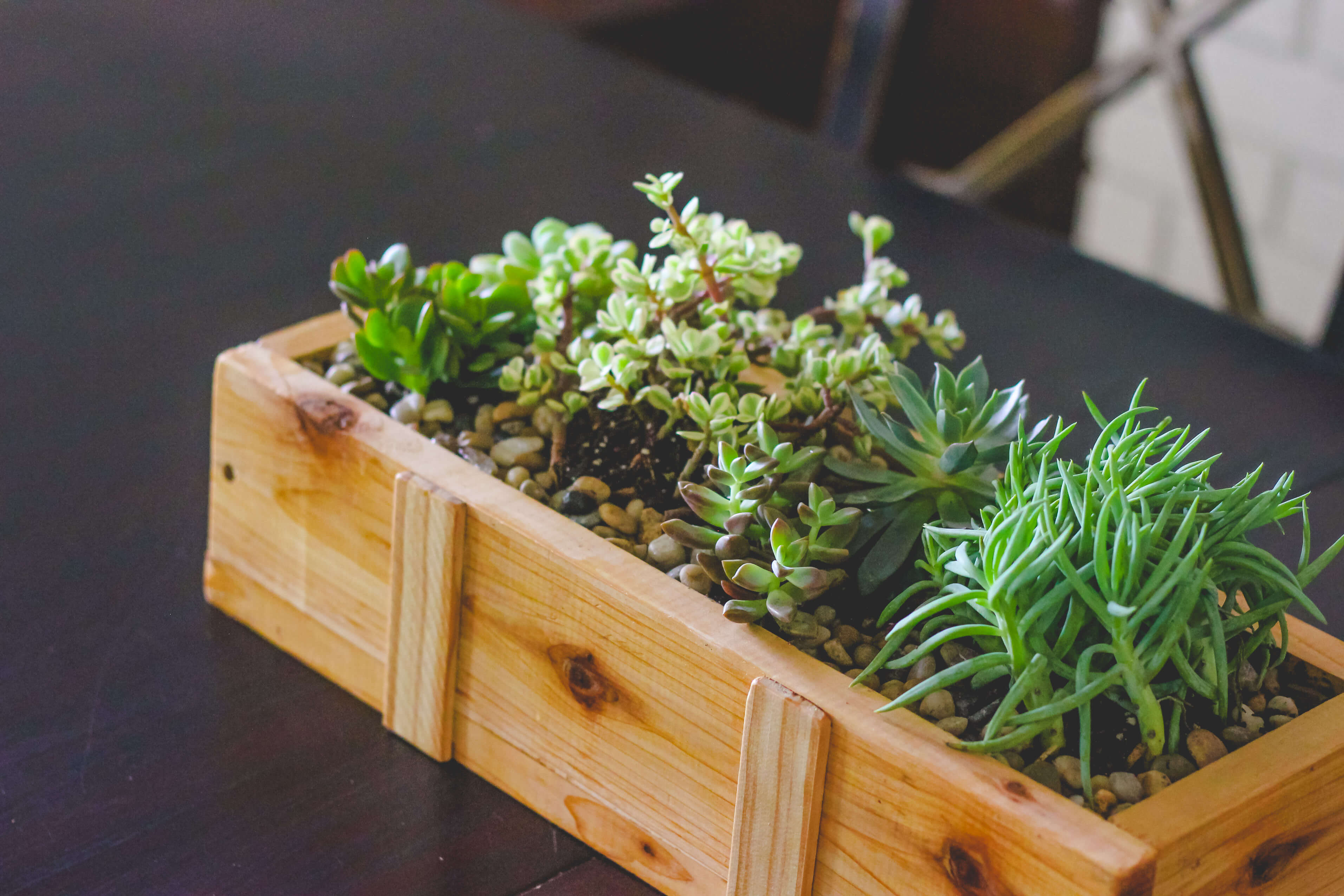 Wood pine succulent planter on table.