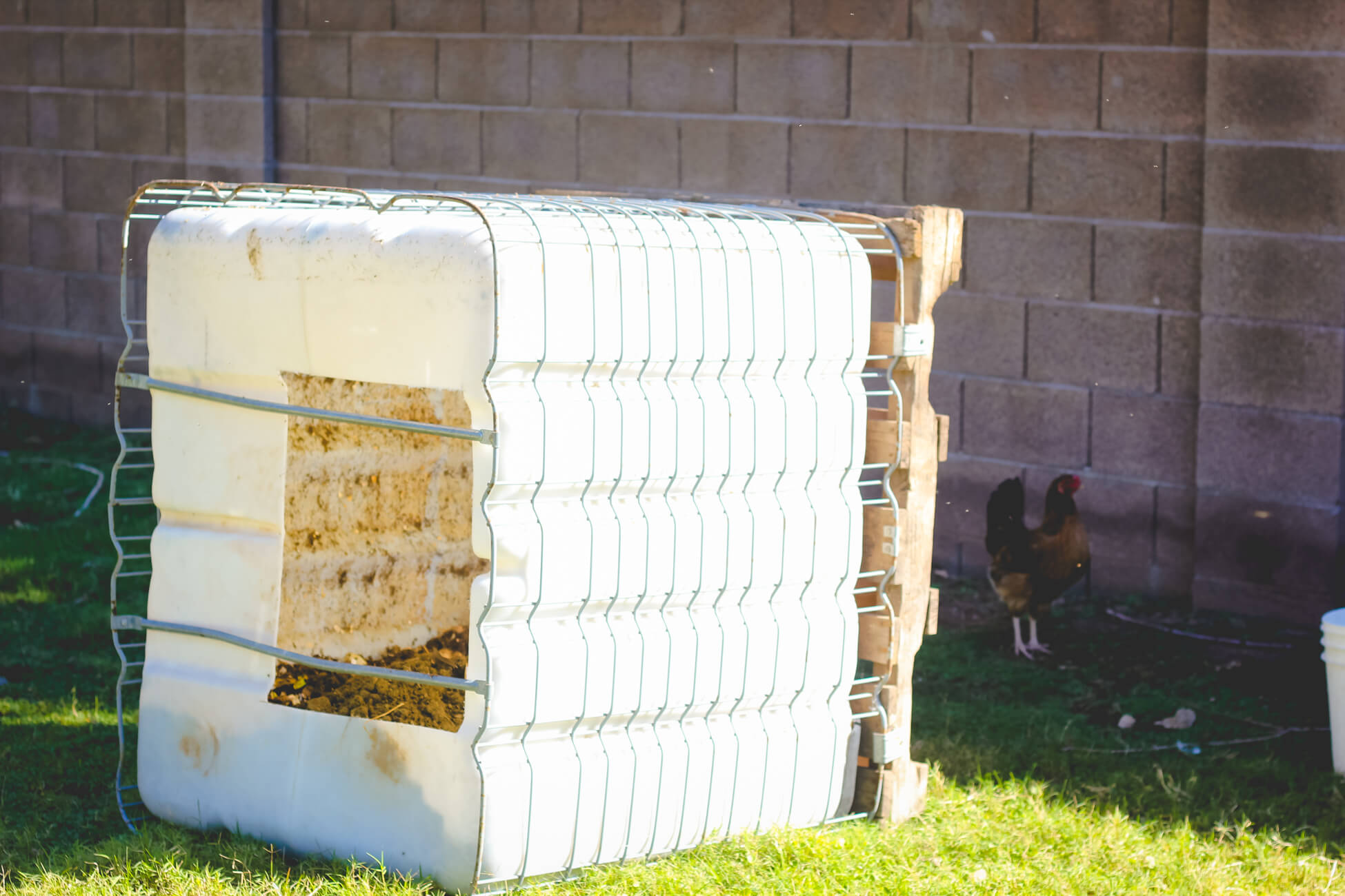 Water tank compost bin with chicken looking on