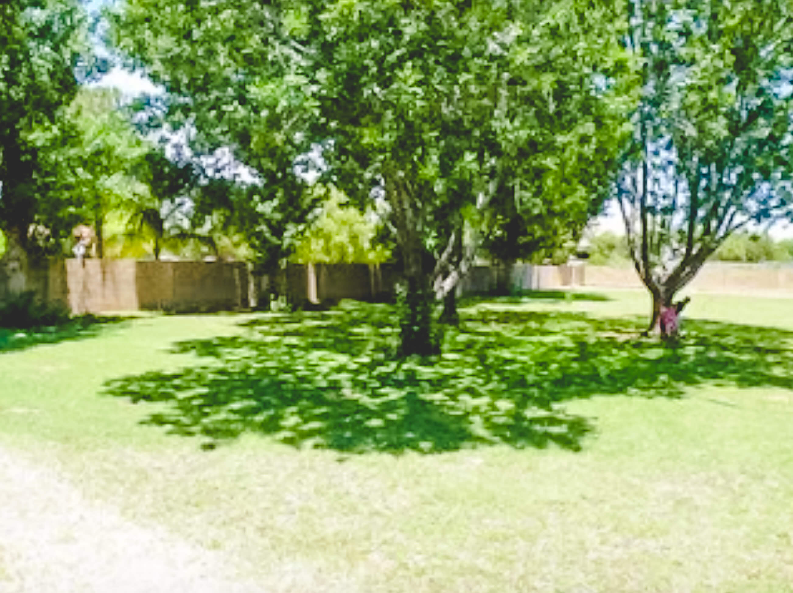 Mesquite and Cottonwood trees in large backyard.