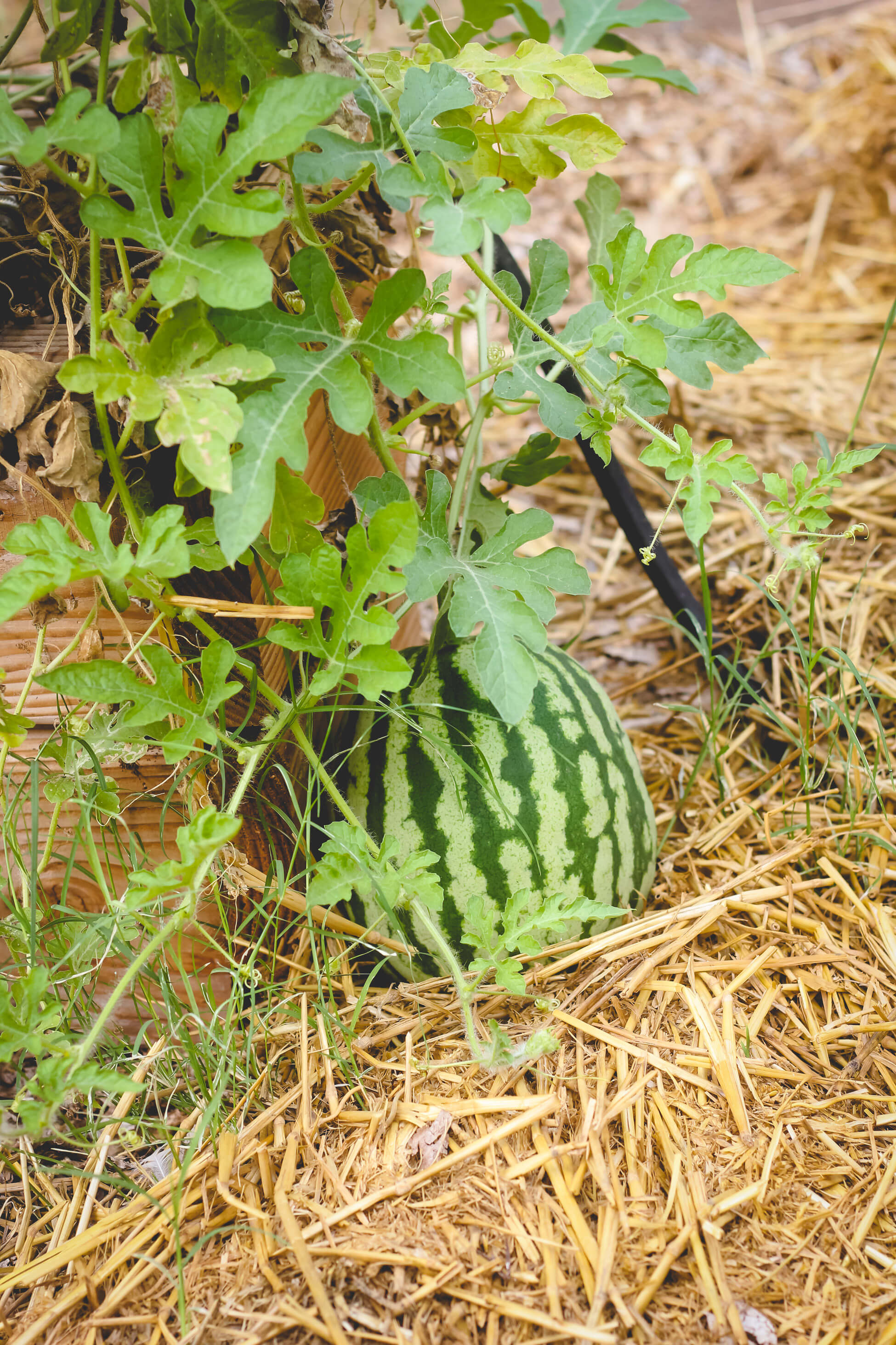 watermelon-hay
