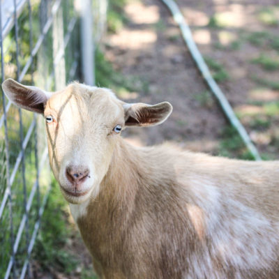 Should you Vaccinate your Goats?